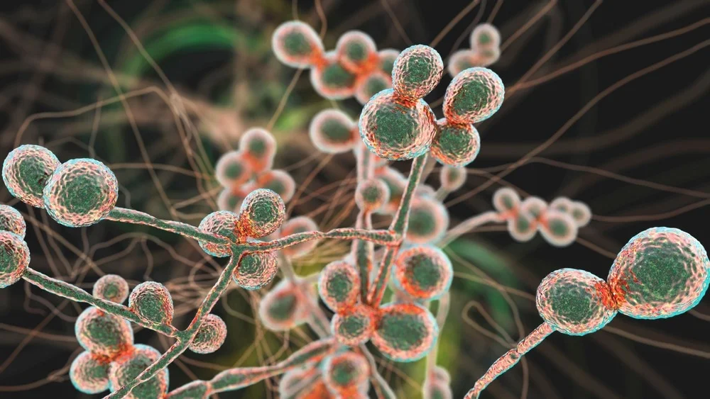 Candida Overgrowth: Overview And Expert Protocol For Outstanding Clinical Results